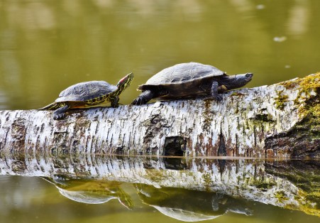 turtles-3289690_1920